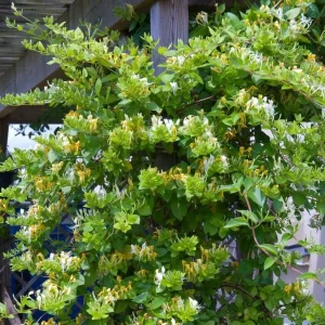 - Image 7