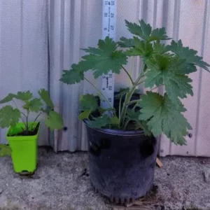- Image 8