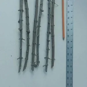 - Image 8