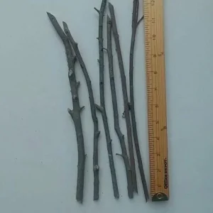 - Image 9