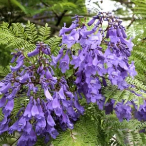 - Image 1