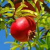 - Image 1