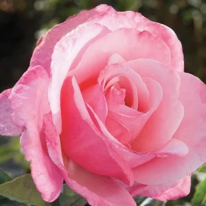 - Image 1