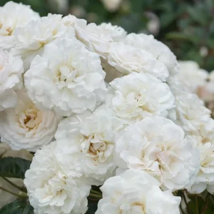 Prosperity Climbing Rose Live Plant - 4 Inch Pot - Outdoor Garden - Image 10