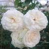 Prosperity Climbing Rose Live Plant - 4 Inch Pot - Outdoor Garden - Image 1