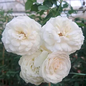 Prosperity Climbing Rose Live Plant - 4 Inch Pot - Outdoor Garden - Image 1