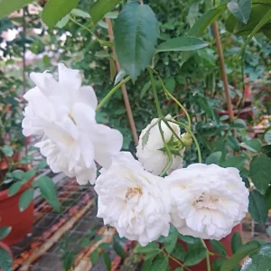 Prosperity Climbing Rose Live Plant - 4 Inch Pot - Outdoor Garden - Image 7
