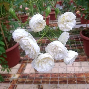 Prosperity Climbing Rose Live Plant - 4 Inch Pot - Outdoor Garden - Image 8
