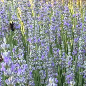 Provence Lavender Live Plant - Aromatic Herb Starter Plug, 2-3 ft Tall, Outdoor - Image 2