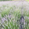 Provence Lavender Live Plant - Aromatic Herb Starter Plug, 2-3 ft Tall, Outdoor - Image 1
