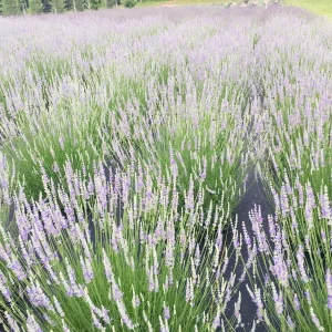 Provence Lavender Live Plant - Aromatic Herb Starter Plug, 2-3 ft Tall, Outdoor - Image 1