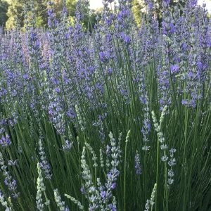 Provence Lavender Live Plant - Aromatic Herb Starter Plug, 2-3 ft Tall, Outdoor - Image 3