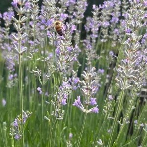 Provence Lavender Live Plant - Aromatic Herb Starter Plug, 2-3 ft Tall, Outdoor - Image 4