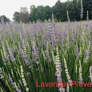 Provence Lavender Live Plant - Aromatic Herb Starter Plug, 2-3 ft Tall, Outdoor - Image 7