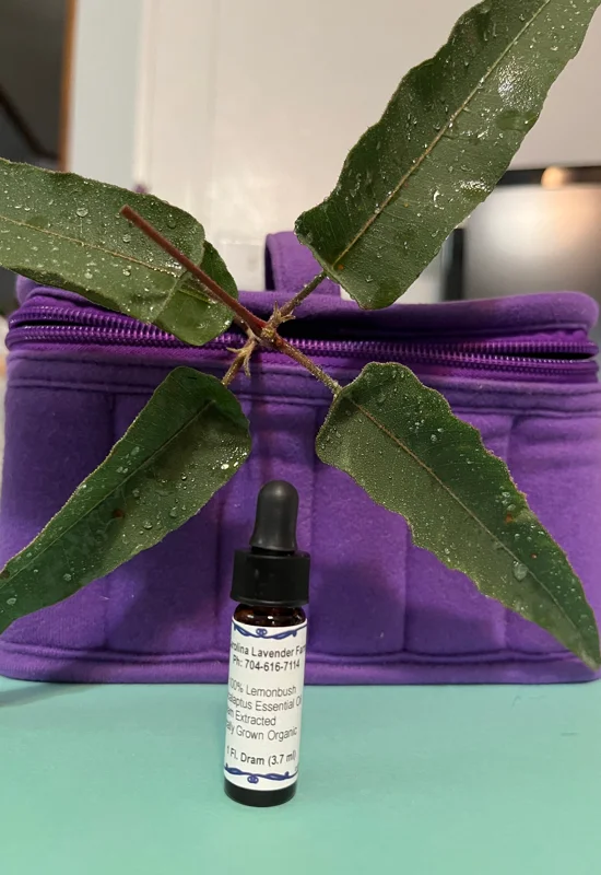 Pure Eucalyptus Essential Oil - Organic, Steam Distilled, Aromatherapy - Image 2