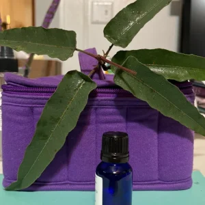 Pure Eucalyptus Essential Oil - Organic, Steam Distilled, Aromatherapy - Image 4