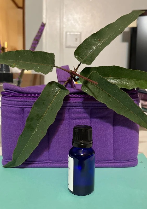Pure Eucalyptus Essential Oil - Organic, Steam Distilled, Aromatherapy - Image 4