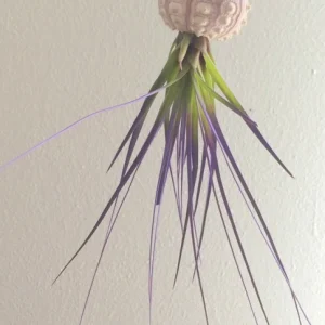 Purple Air Plant Live Tillandsia in Sputnik Sea Urchin Shell Hanger, 7-9