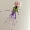 Purple Air Plant Live Tillandsia in Sputnik Sea Urchin Shell Hanger, 7-9" Long - Image 1