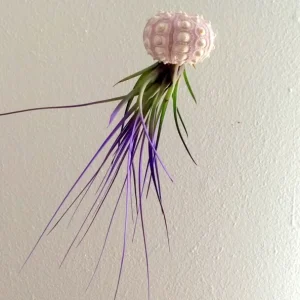 Purple Air Plant Live Tillandsia in Sputnik Sea Urchin Shell Hanger, 7-9