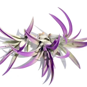 Purple Air Plant Mix Tillandsia Live Plants - Set of 3 - Easy Care Indoor/Outdoor - Image 1