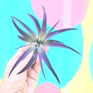 Purple Airplant Tillandsia Live Plant – 4-7 inch – Indoor Terrarium Plant - Image 1