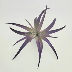 Purple Airplant Tillandsia Live Plant – 4-7 inch – Indoor Terrarium Plant - Image 3