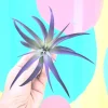Purple Airplant Tillandsia Live Plant – 4-7 inch – Terrarium & Wedding Favor - Image 1