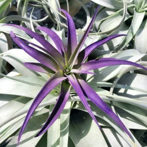 Purple Airplant Tillandsia Live Plant – 4-7 inch – Terrarium & Wedding Favor - Image 2