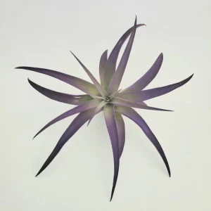 Purple Airplant Tillandsia Live Plant – 4-7 inch – Terrarium & Wedding Favor - Image 3