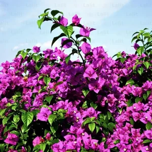 Purple Bougainvillea Glabra Lilac Live Plant, Hardy Tropical Vine, 4-6 inches (2-Pack) - Image 2
