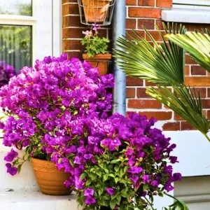 Purple Bougainvillea Glabra Lilac Live Plant, Hardy Tropical Vine, 4-6 inches (2-Pack) - Image 3