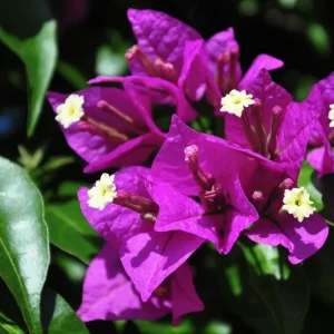 Purple Bougainvillea Glabra Lilac Live Plant, Hardy Tropical Vine, 4-6 inches (2-Pack) - Image 4