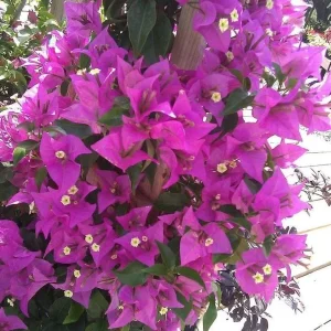 Purple Bougainvillea Glabra Lilac Live Plant, Hardy Tropical Vine, 4-6 inches (2-Pack) - Image 5