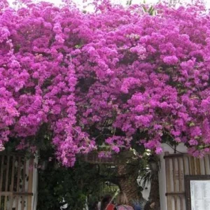 Purple Bougainvillea Glabra Lilac Live Plant, Hardy Tropical Vine, 4-6 inches (2-Pack) - Image 6