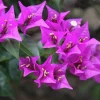 Purple Bougainvillea Glabra Lilac Live Plant, Hardy Tropical Vine, 4-6 inches (2-Pack) - Image 1