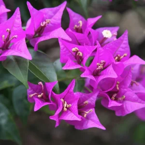 Purple Bougainvillea Glabra Lilac Live Plant, Hardy Tropical Vine, 4-6 inches (2-Pack) - Image 1