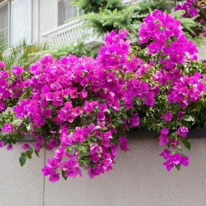 Purple Bougainvillea Live Plant – 2-Pack – 4-6 Inches Tall – Outdoor - Image 2