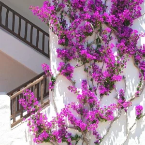Purple Bougainvillea Live Plant – 2-Pack – 4-6 Inches Tall – Outdoor - Image 3