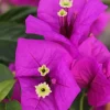Purple Bougainvillea Live Plant – 2-Pack – 4-6 Inches Tall – Outdoor - Image 1