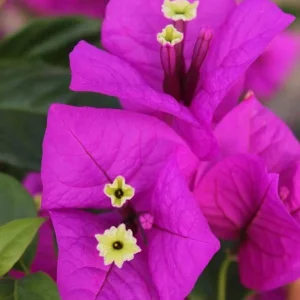 Purple Bougainvillea Live Plant – 2-Pack – 4-6 Inches Tall – Outdoor - Image 1