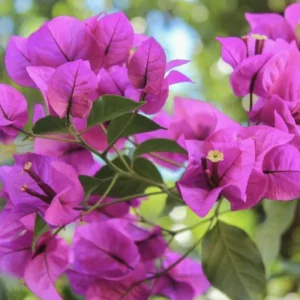 Purple Bougainvillea Live Plant – 2-Pack – 4-6 Inches Tall – Outdoor - Image 4