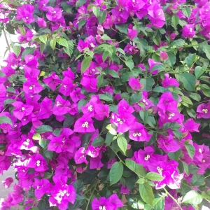 Purple Bougainvillea Live Plant – 2-Pack – 4-6 Inches Tall – Outdoor - Image 5