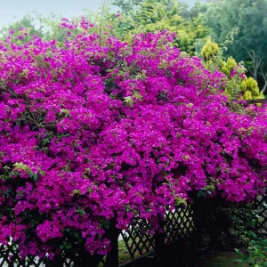 Purple Bougainvillea Live Plant - New River Vine, Pack of 2 (5-9 Inches) - Drought Tolerant Climber - Image 2
