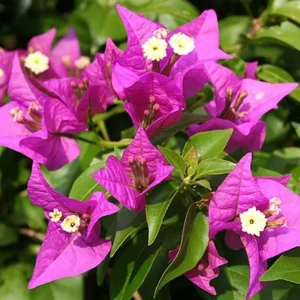 Purple Bougainvillea Live Plant - New River Vine, Pack of 2 (5-9 Inches) - Drought Tolerant Climber - Image 3