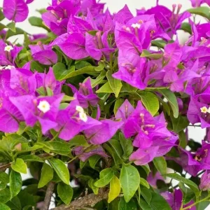 Purple Bougainvillea Live Plant - New River Vine, Pack of 2 (5-9 Inches) - Drought Tolerant Climber - Image 4