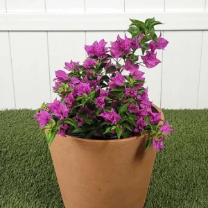 Purple Bougainvillea Live Plant - New River Vine, Pack of 2 (5-9 Inches) - Drought Tolerant Climber - Image 5