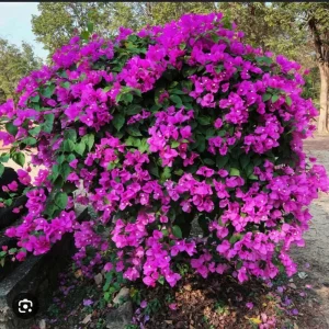 Purple Bougainvillea Live Plant - New River Vine, Pack of 2 (5-9 Inches) - Drought Tolerant Climber - Image 6
