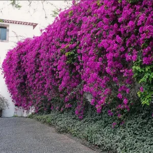 Purple Bougainvillea Live Plant - New River Vine, Pack of 2 (5-9 Inches) - Drought Tolerant Climber - Image 7