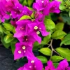Purple Bougainvillea Live Plant - New River Vine, Pack of 2 (5-9 Inches) - Drought Tolerant Climber - Image 1